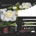 Ruža floribunda Kronprinsesse Mary ®, С5 artikel fotografia 2 Ruža floribunda Kronprinsesse Mary ®, С5 obrázok 2 artikel 4970