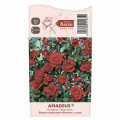 Ruža lezecká Amadeus®, C5 artikel fotografia 3 Ruža lezecká Amadeus®, C5 obrázok 3 artikel 5490