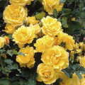 Ruža lezecká Golden Climber®, C3 artikel fotografia 1 Ruža lezecká Golden Climber®, C3 obrázok 1 artikel 5826