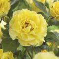 Ruža lezecká Golden Climber®, C3 artikel fotografia 2 Ruža lezecká Golden Climber®, C3 obrázok 2 artikel 5826