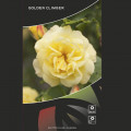 Ruža lezecká Golden Climber®, C3 artikel fotografia 3 Ruža lezecká Golden Climber®, C3 obrázok 3 artikel 5826