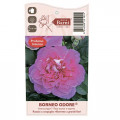 Ruža veľkokvetá Borneo Odore®, C5 artikel fotografia 4 Ruža veľkokvetá Borneo Odore®, C5 obrázok 4 artikel 6157