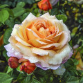 Ruža veľkokvetá Capri®, C5 artikel fotografia 1 Ruža veľkokvetá Capri®, C5 obrázok 1 artikel 5556