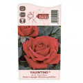 Ruža veľkokvetá Valentino®, C5 artikel fotografia 3 Ruža veľkokvetá Valentino®, C5 obrázok 3 artikel 5539