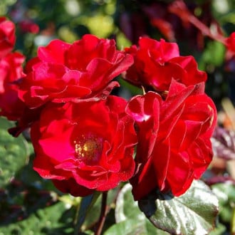 Ruža floribunda Europana obrázok 1