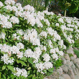 Rododendron Cunningham`s White fotografia 16 Rododendron Cunningham`s White obrázok 16