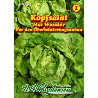 Šalát Mai Wunder fotografia 18 Šalát Mai Wunder obrázok 18