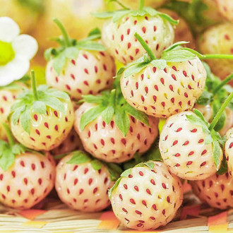 Jahoda Biela Pineberry obrázok 6