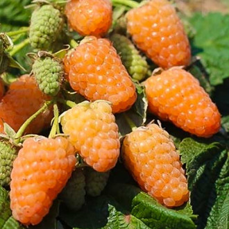 Malina Orange obrázok 11