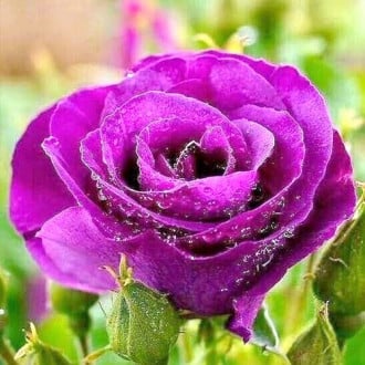 Ruža veľkokvetá Purple mini obrázok 5