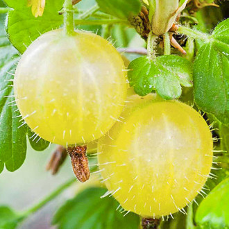 Egreš Verde obrázok 12