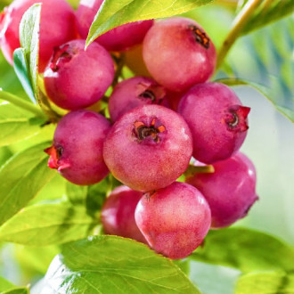 Čučoriedka Pink Blueberry obrázok 5