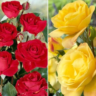 Super ponuka! Sada ruží Duo bouquet, 2 sadenice obrázok 3