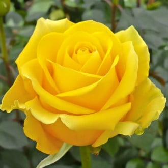 Ruža veľkokvetá Doriana obrázok 6
