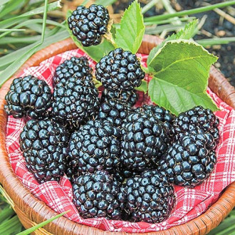 Černica Arapaho obrázok 12