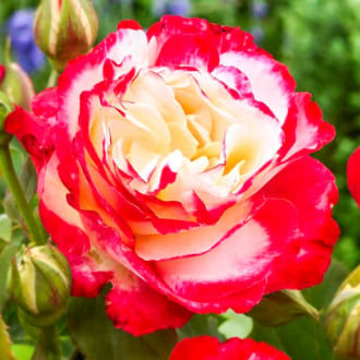 Ruža veľkokvetá Double Delight obrázok 2