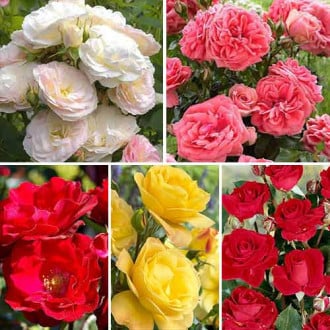Super ponuka! Sada zmiešaných farebných kytíc ruží, 5 sadeníc obrázok 1