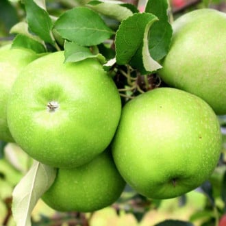 Jablko Granny Smith obrázok 3