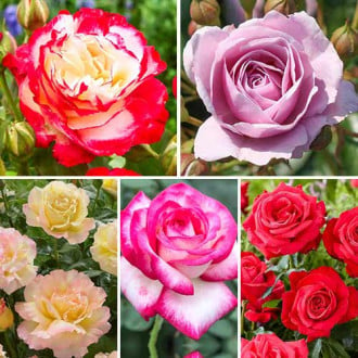 Super ponuka! Sada veľkokvetých ruží Perfume, 5 sadeníc obrázok 2