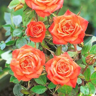 Ruža veľkokvetá Orange minі obrázok 4