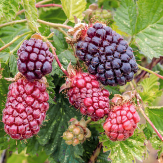 Malinoostružina Boysenberry fotografia 8 Malinoostružina Boysenberry obrázok 8