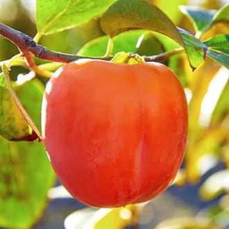 Ebenovník rajčiakový obrázok 2