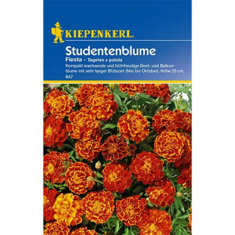 Aksamitník rozkladitý Fiesta