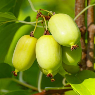 Aktinídia čínska Chang Bai Giant, С2 obrázok 1