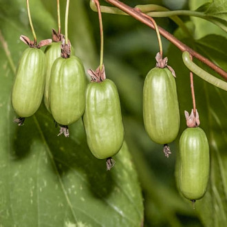 Aktinídia Vitakola, С2 obrázok 3