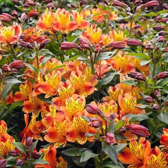 Alstroemeria Indian Summer® Tesronto, С2 obrázok 1