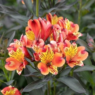 Alstroemeria Summer Breeze® Tessumbre, С2 obrázok 3