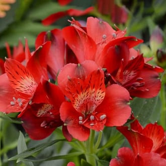 Alstroemeria Summer Pepper® Tessumpep, С2 obrázok 4