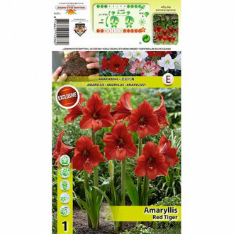 Amarylka Red Tiger obrázok 5