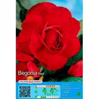 Begónia Double Red obrázok 2