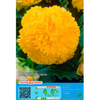 Begónia Fimbriata Yellow obrázok 5