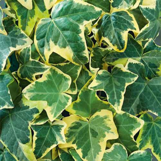 Brečtan Golden Mathilda fotografia 7 Brečtan Golden Mathilda obrázok 7