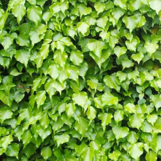 Brečtan Green Ripple fotografia 8 Brečtan Green Ripple obrázok 8