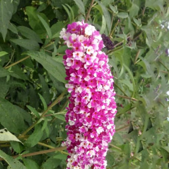 Buddleja Dawida Berries and Cream, С2 obrázok 5