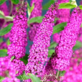 Budlea Dávidova Summer Beauty, Р9 obrázok 2