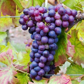 Hrozno Swenson Red obrázok 14