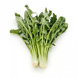 Čakanka štrbáková Imero obrázok 12