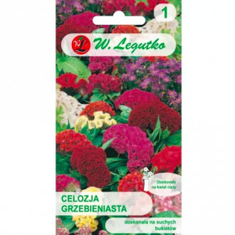 Celosia hrebeň, zmes obrázok 3