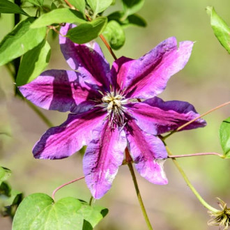 Clematis Akaishi, С2 obrázok 18