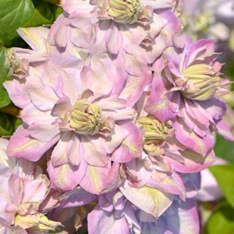 Clematis Anna's Choice, С2 obrázok 1
