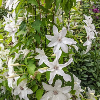 Clematis Beautiful Bride, С2 obrázok 2