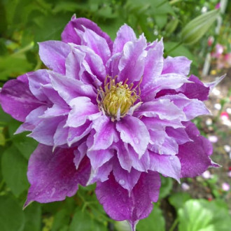 Clematis Birthday Girl, С2 obrázok 1