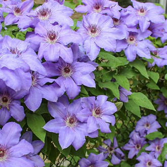 Clematis Blue Cotillion, С2 obrázok 1