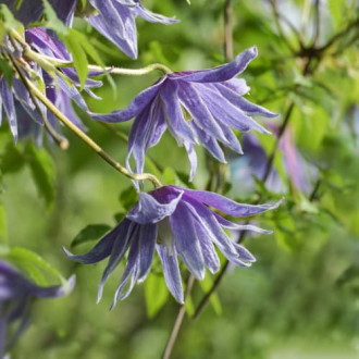 Clematis Cecile, С2 obrázok 3