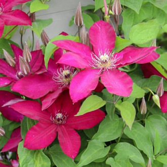 Clematis Expander, С2 obrázok 5