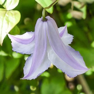 Clematis Fairy Slippers, С2 obrázok 6